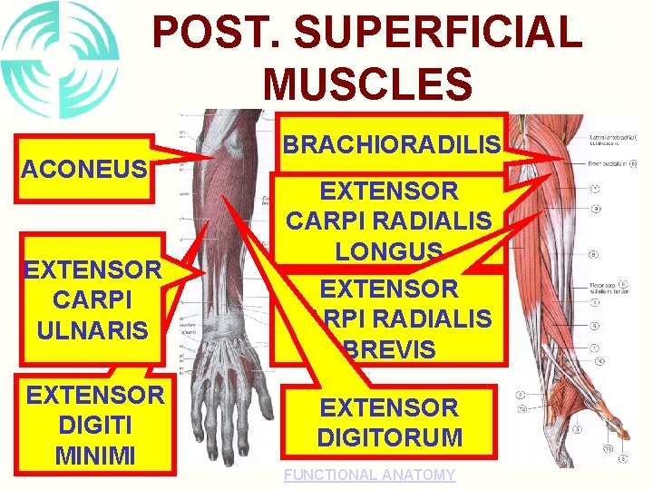 POST. SUPERFICIAL MUSCLES ACONEUS EXTENSOR CARPI ULNARIS EXTENSOR DIGITI MINIMI BRACHIORADILIS EXTENSOR CARPI RADIALIS