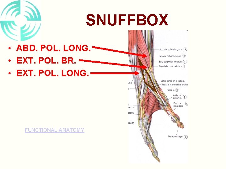 SNUFFBOX • ABD. POL. LONG. • EXT. POL. BR. • EXT. POL. LONG. FUNCTIONAL