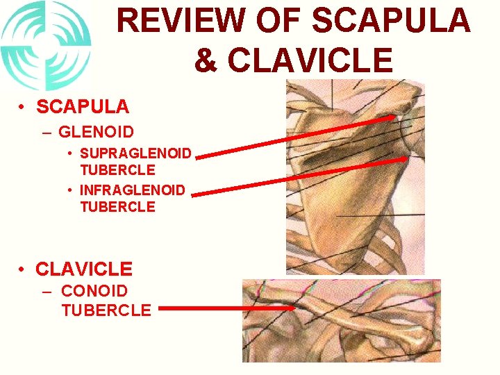 REVIEW OF SCAPULA & CLAVICLE • SCAPULA – GLENOID • SUPRAGLENOID TUBERCLE • INFRAGLENOID