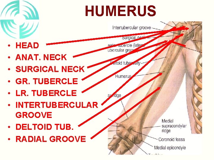 HUMERUS • • • HEAD ANAT. NECK SURGICAL NECK GR. TUBERCLE LR. TUBERCLE INTERTUBERCULAR