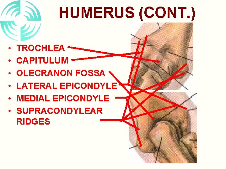 HUMERUS (CONT. ) • • • TROCHLEA CAPITULUM OLECRANON FOSSA LATERAL EPICONDYLE MEDIAL EPICONDYLE