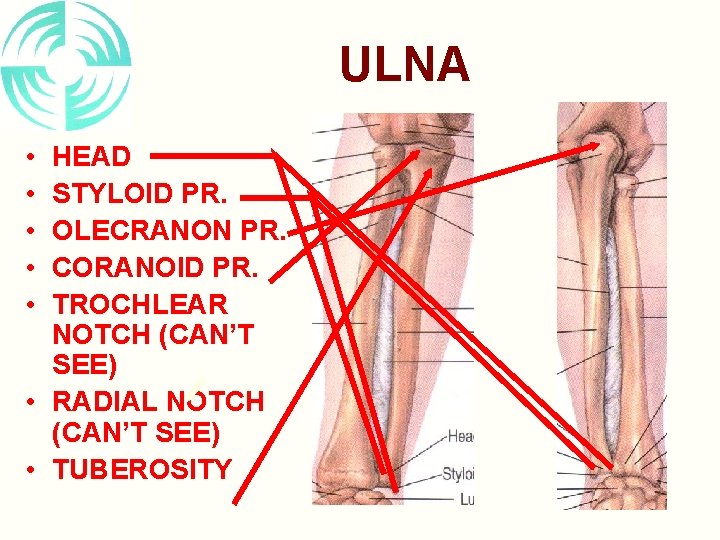 ULNA • • • HEAD STYLOID PR. OLECRANON PR. CORANOID PR. TROCHLEAR NOTCH (CAN’T