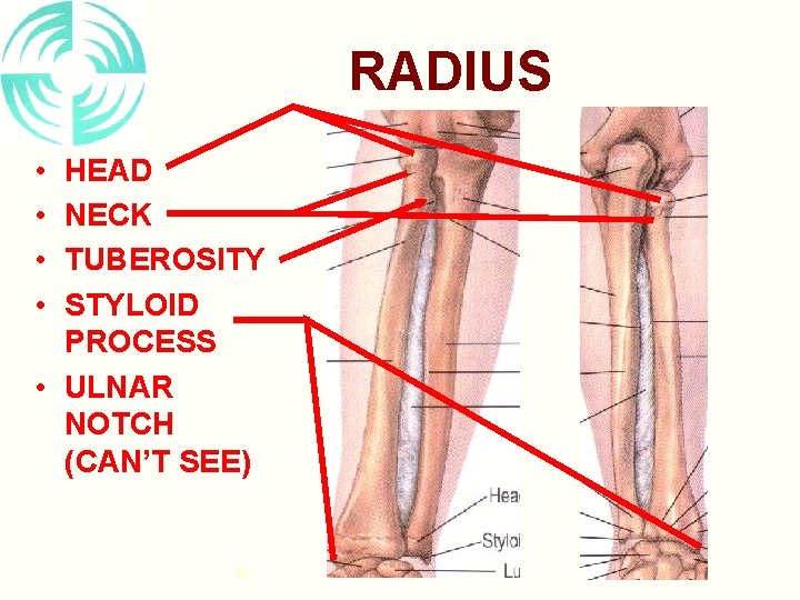 RADIUS • • HEAD NECK TUBEROSITY STYLOID PROCESS • ULNAR NOTCH (CAN’T SEE) 