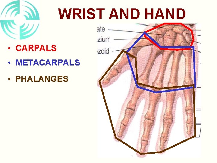 WRIST AND HAND • CARPALS • METACARPALS • PHALANGES 