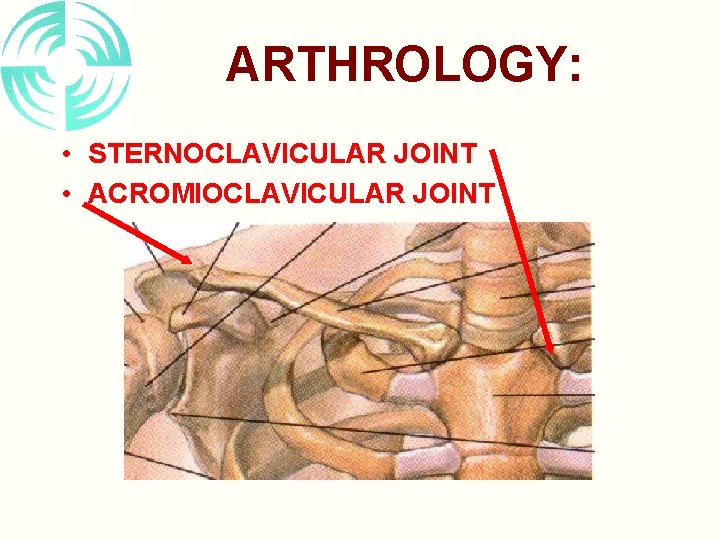 ARTHROLOGY: • STERNOCLAVICULAR JOINT • ACROMIOCLAVICULAR JOINT 