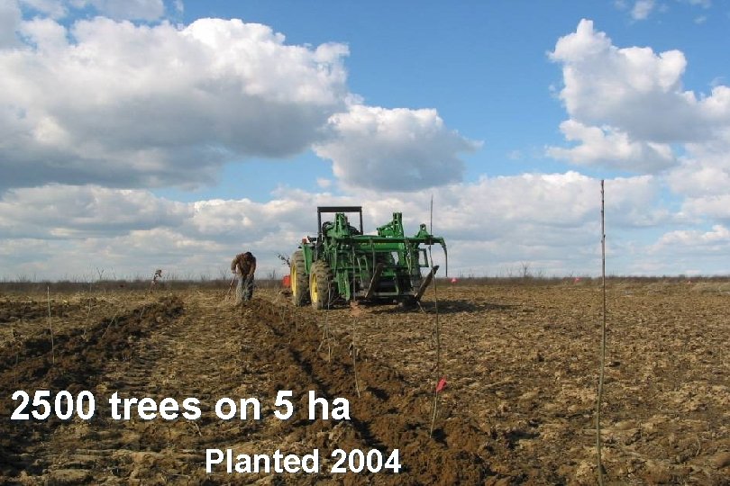 2500 trees on 5 ha Planted 2004 2500 trees on 5 ha Planted 2004