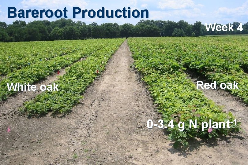 Bareroot Production White oak Week 4 Red oak 0 -3. 4 g N plant-1