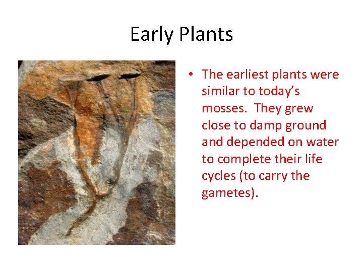 Early Plants • The earliest plants were similar to today’s mosses. They grew close