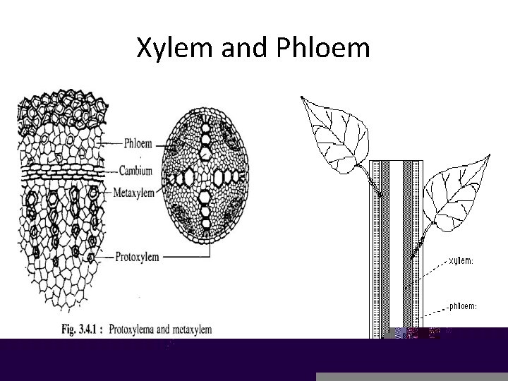 Xylem and Phloem 