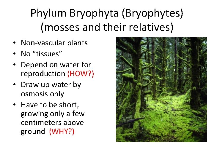 Phylum Bryophyta (Bryophytes) (mosses and their relatives) • Non-vascular plants • No “tissues” •