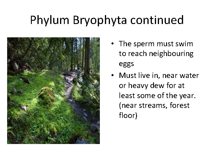 Phylum Bryophyta continued • The sperm must swim to reach neighbouring eggs • Must