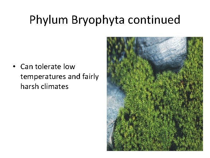 Phylum Bryophyta continued • Can tolerate low temperatures and fairly harsh climates 
