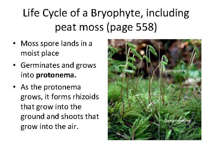 Life Cycle of a Bryophyte, including peat moss (page 558) • Moss spore lands