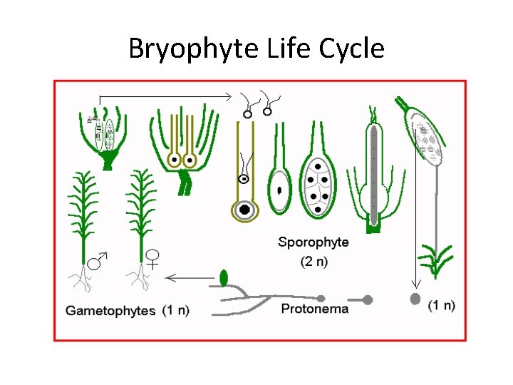 Bryophyte Life Cycle 