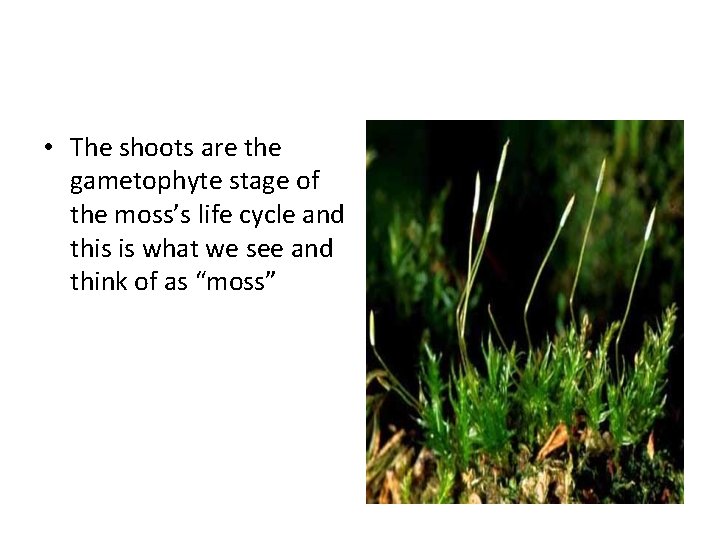  • The shoots are the gametophyte stage of the moss’s life cycle and