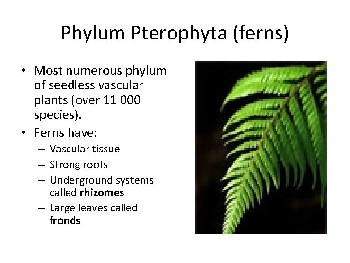 Phylum Pterophyta (ferns) • Most numerous phylum of seedless vascular plants (over 11 000