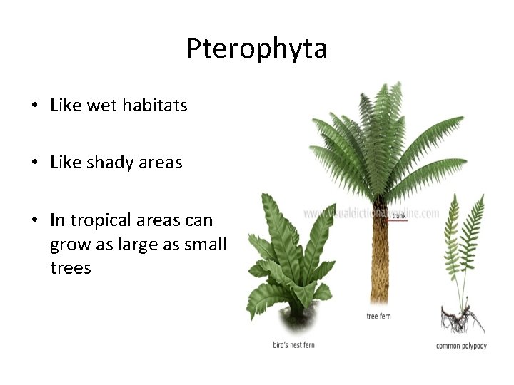 Pterophyta • Like wet habitats • Like shady areas • In tropical areas can