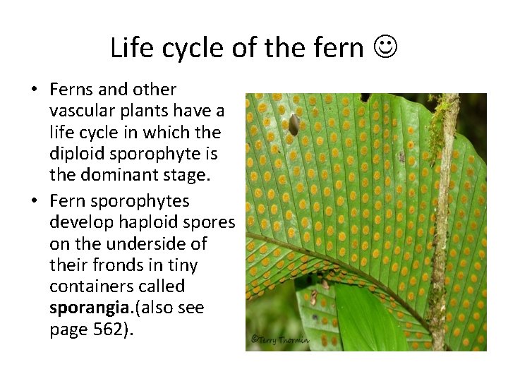 Life cycle of the fern • Ferns and other vascular plants have a life