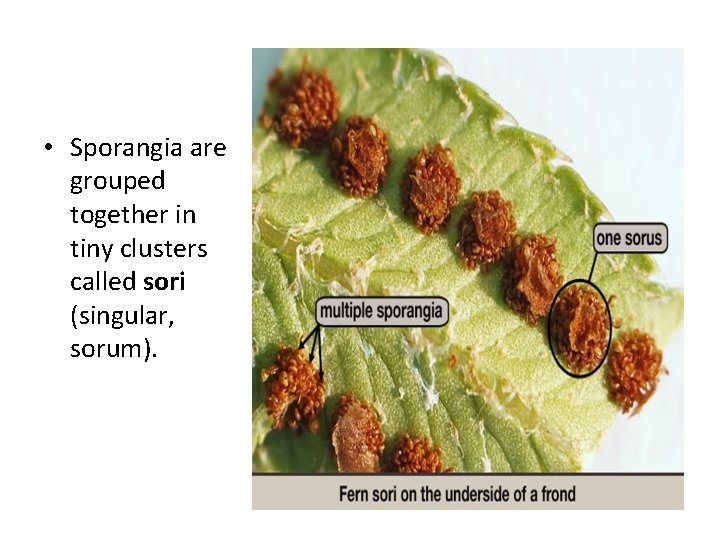  • Sporangia are grouped together in tiny clusters called sori (singular, sorum). 