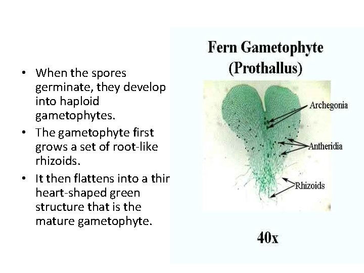  • When the spores germinate, they develop into haploid gametophytes. • The gametophyte