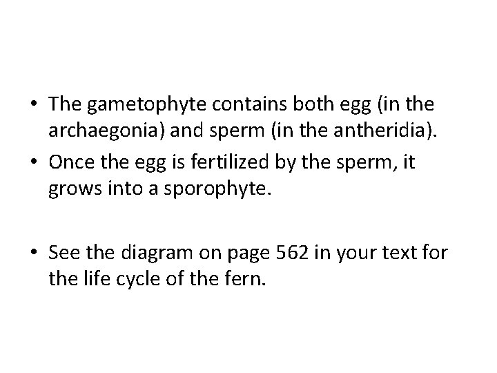  • The gametophyte contains both egg (in the archaegonia) and sperm (in the