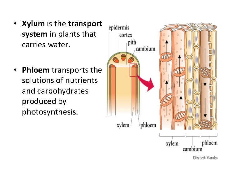  • Xylum is the transport system in plants that carries water. • Phloem