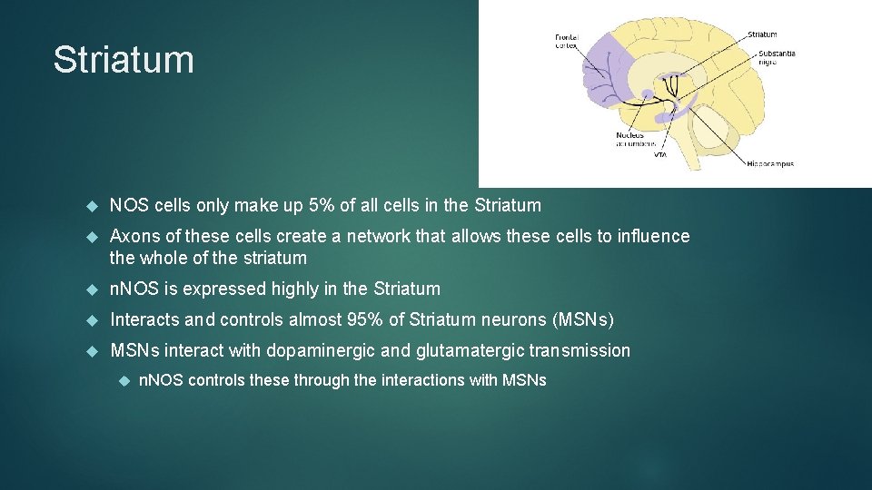 Striatum NOS cells only make up 5% of all cells in the Striatum Axons