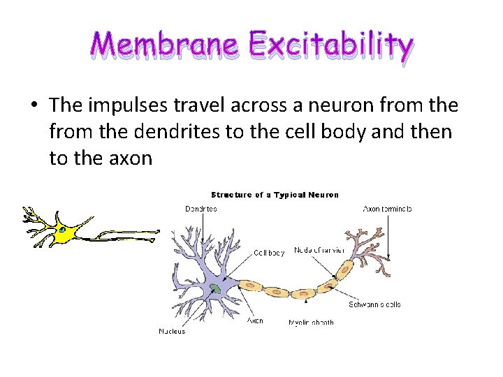 Membrane Excitability • The impulses travel across a neuron from the dendrites to the