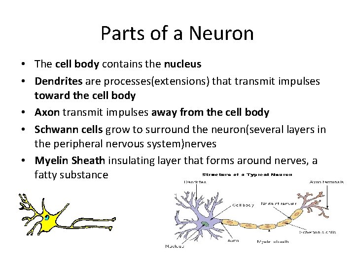 Parts of a Neuron • The cell body contains the nucleus • Dendrites are