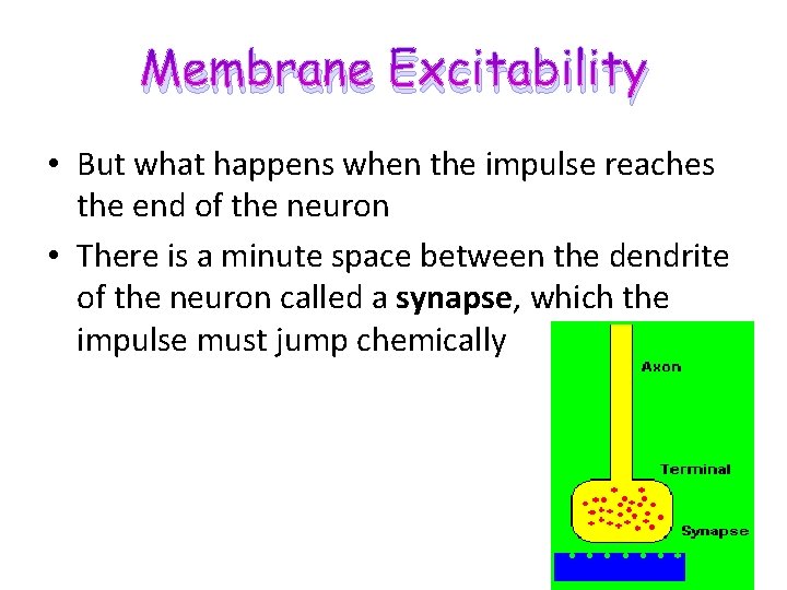 Membrane Excitability • But what happens when the impulse reaches the end of the