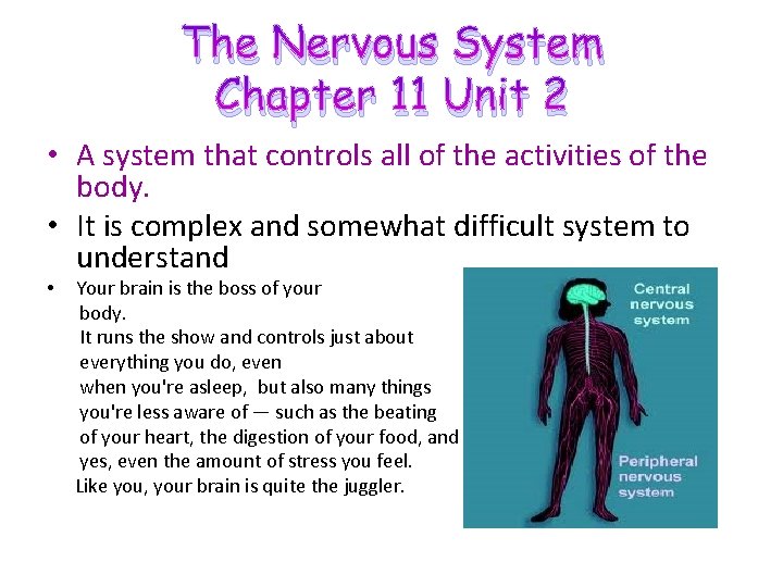 The Nervous System Chapter 11 Unit 2 • A system that controls all of