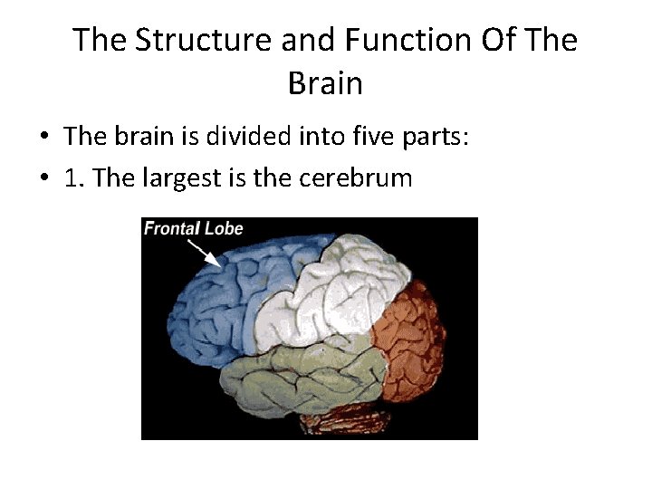 The Structure and Function Of The Brain • The brain is divided into five