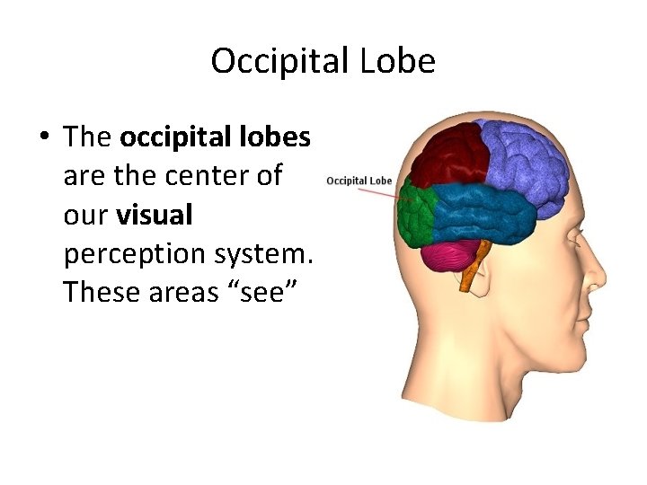 Occipital Lobe • The occipital lobes are the center of our visual perception system.