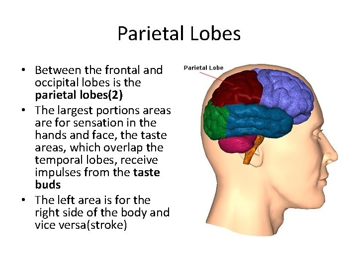 Parietal Lobes • Between the frontal and occipital lobes is the parietal lobes(2) •
