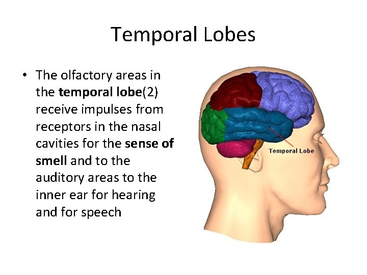 Temporal Lobes • The olfactory areas in the temporal lobe(2) receive impulses from receptors