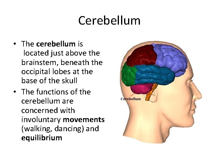 Cerebellum • The cerebellum is located just above the brainstem, beneath the occipital lobes