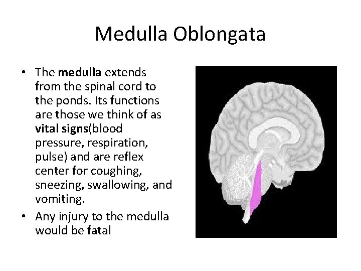 Medulla Oblongata • The medulla extends from the spinal cord to the ponds. Its