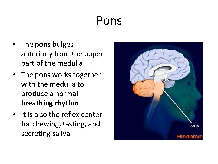 Pons • The pons bulges anteriorly from the upper part of the medulla •