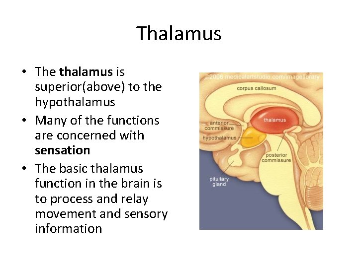 Thalamus • The thalamus is superior(above) to the hypothalamus • Many of the functions