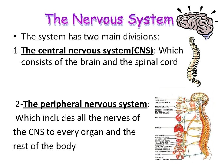 The Nervous System • The system has two main divisions: 1 -The central nervous