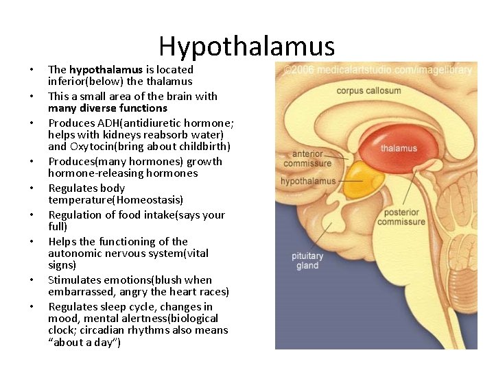  • • • Hypothalamus The hypothalamus is located inferior(below) the thalamus This a