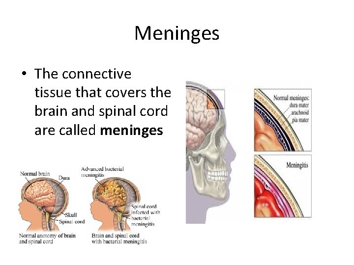 Meninges • The connective tissue that covers the brain and spinal cord are called