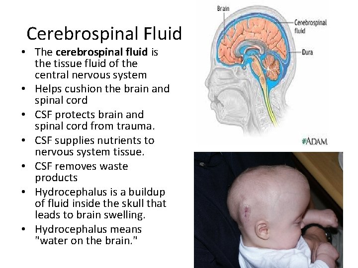 Cerebrospinal Fluid • The cerebrospinal fluid is the tissue fluid of the central nervous