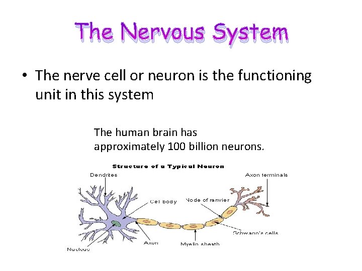 The Nervous System • The nerve cell or neuron is the functioning unit in
