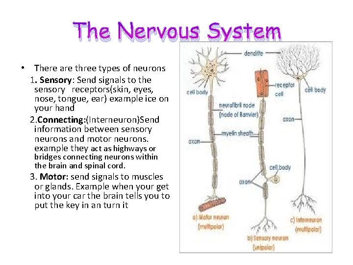 The Nervous System • There are three types of neurons 1. Sensory: Send signals