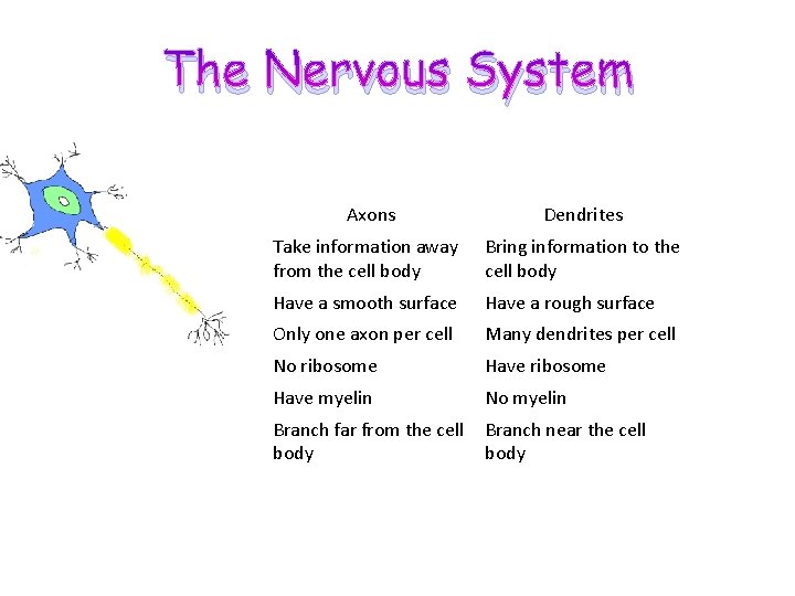 The Nervous System Axons Dendrites Take information away from the cell body Bring information