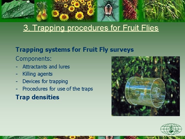 3. Trapping procedures for Fruit Flies Trapping systems for Fruit Fly surveys Components: -