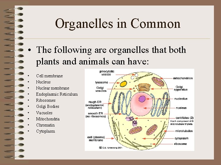 Organelles in Common • The following are organelles that both plants and animals can