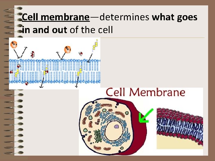Cell membrane—determines what goes in and out of the cell 