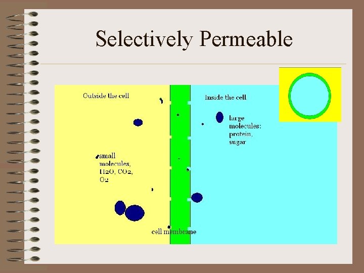 Selectively Permeable 